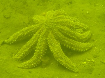coscinasterias